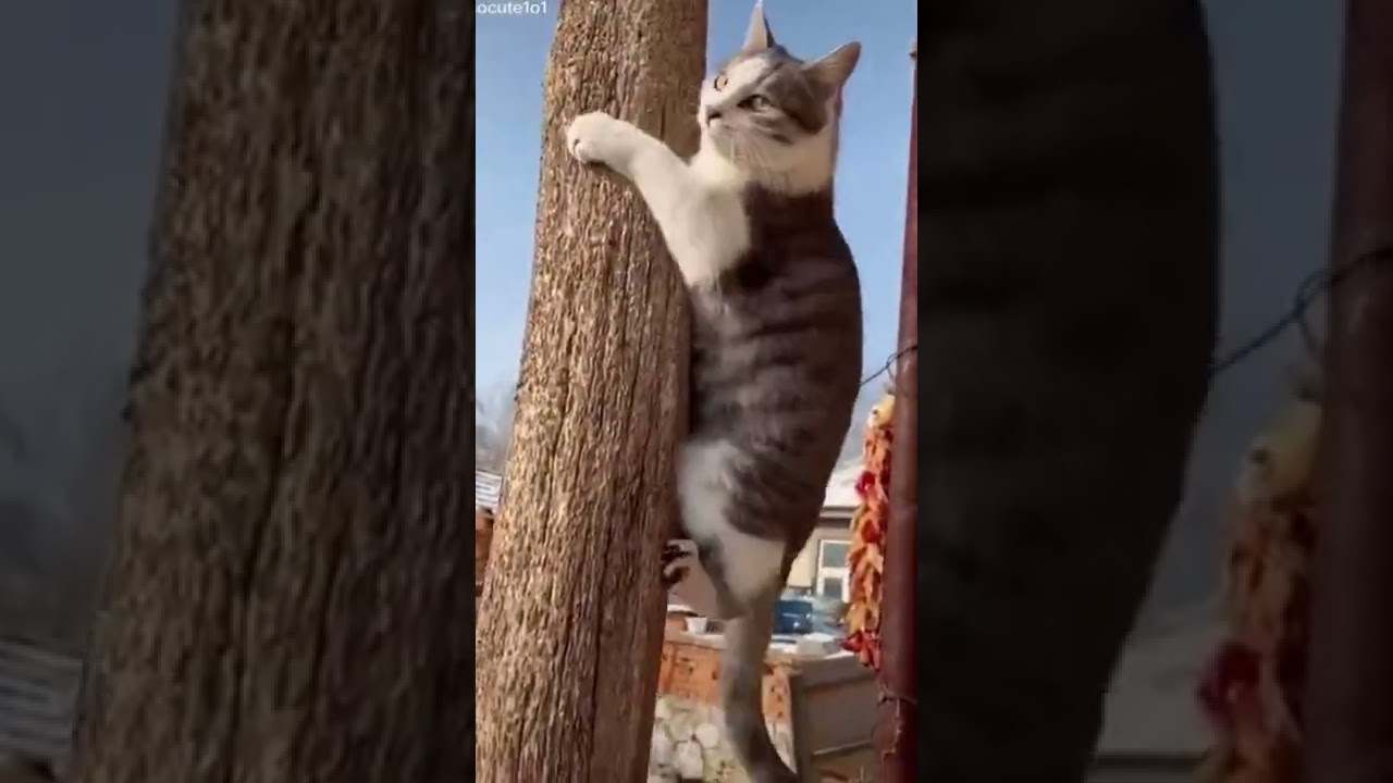 Cat got climbing skills #shorts
