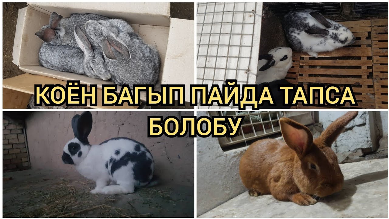 ОШ КОЁН БАЗАР ВЕЛИКАН НЗБ НЗЧ КОЁНДУН ТҮРЛӨРҮ ЧЫКТЫ