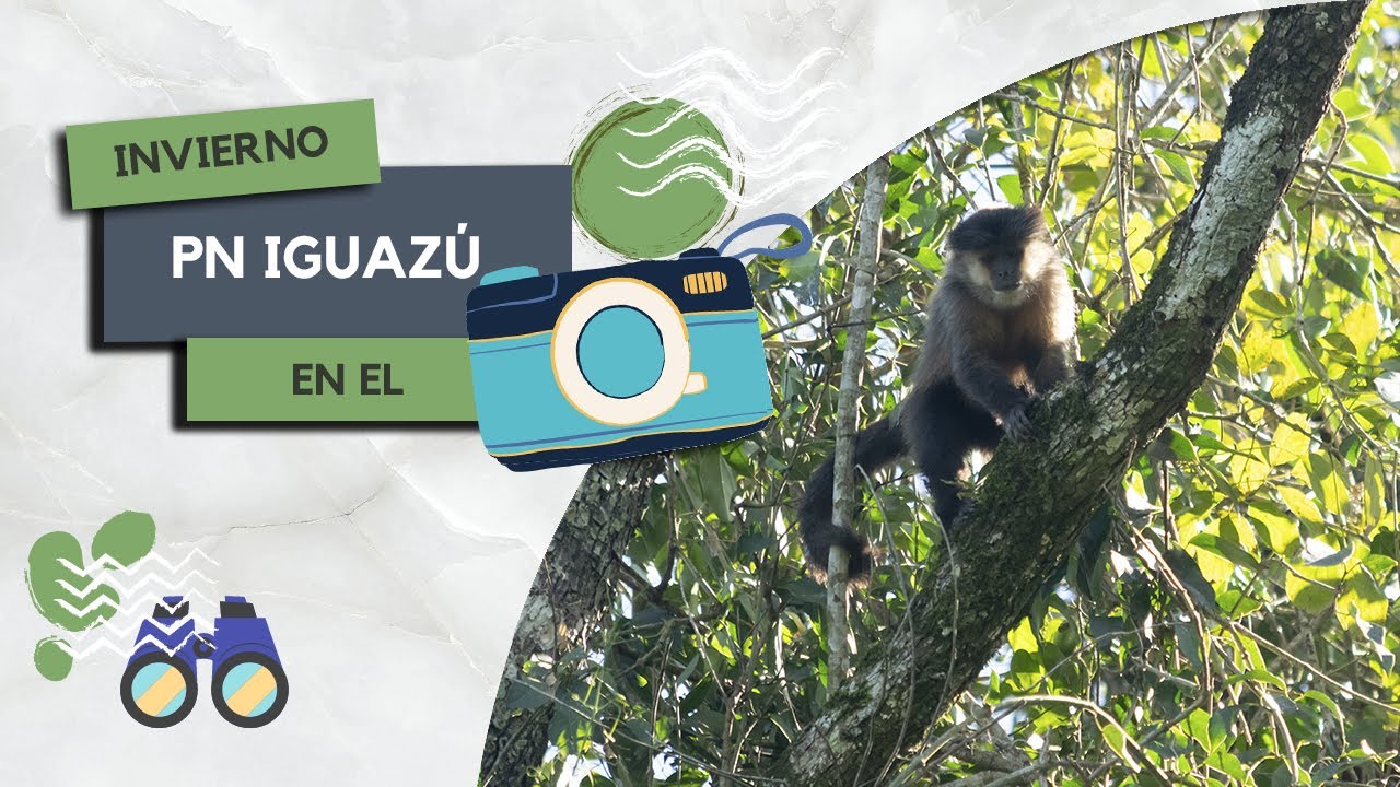 En invierno también hay animales en el Parque Nacional Iguazú –Buscando Fauna en Misiones