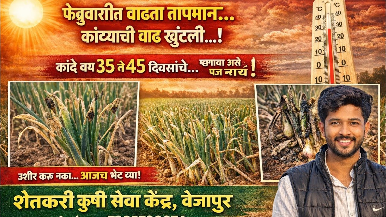 #वाढलेल्या_उन्हाच्या_तीव्रतेमध्ये आपल्या कांदा🌰 पिकाला सुरक्षित ठेवण्यासाठी  व तातडीची फवारणी#कांदा 