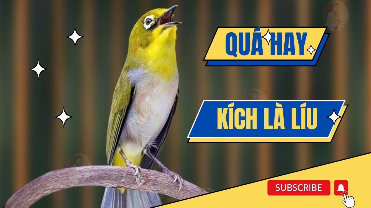 Luyện Giọng - Ép Giọng Khuyên Líu Choè Hiệu Quả 100% Sau Một Tháng Cho Vành Khuyên Non