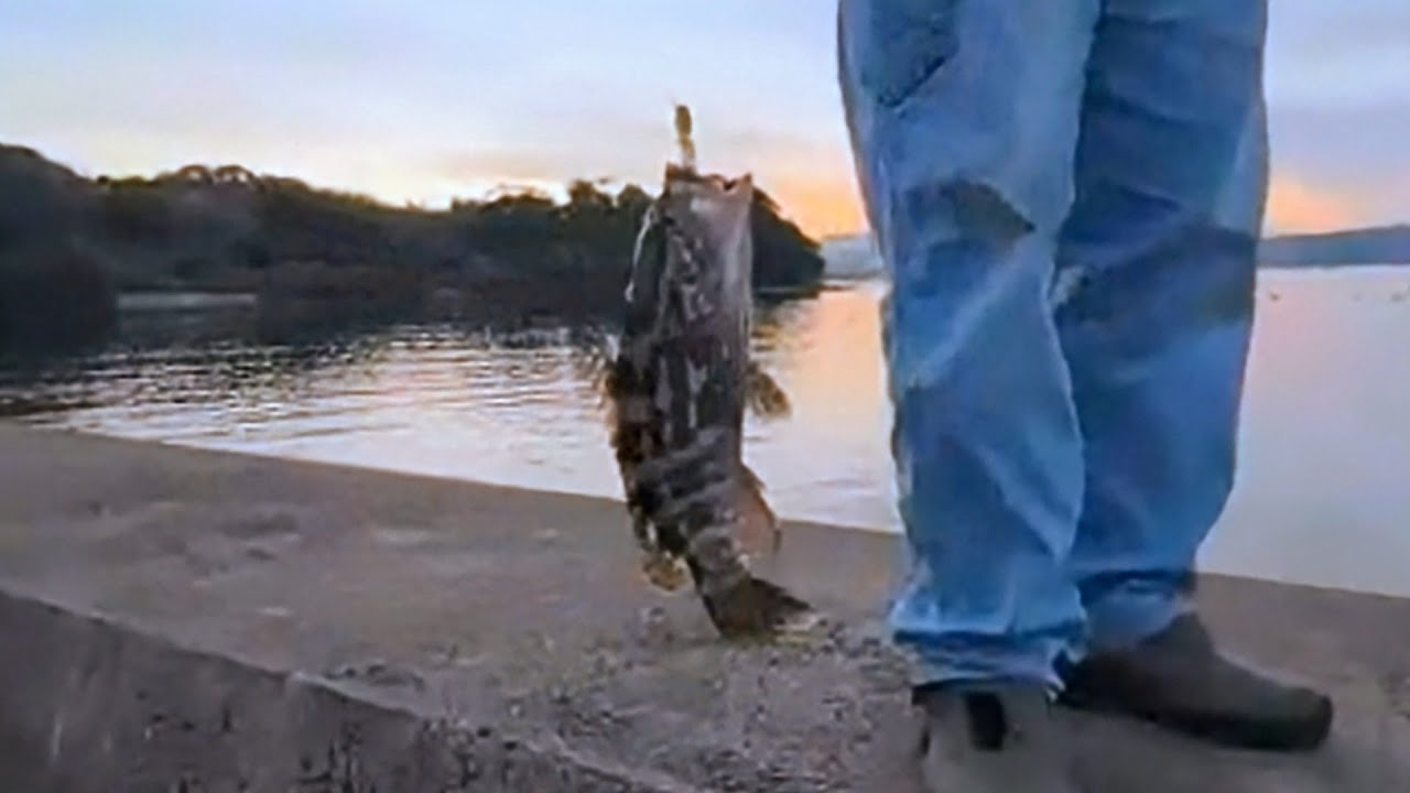 壱岐の島でエギング中に釣れた幻の魚！？