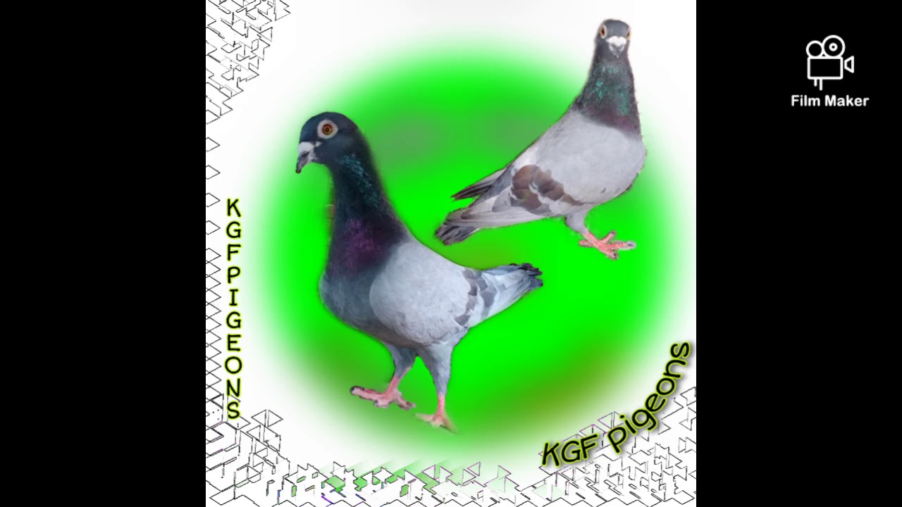 KGF Pigeon's
