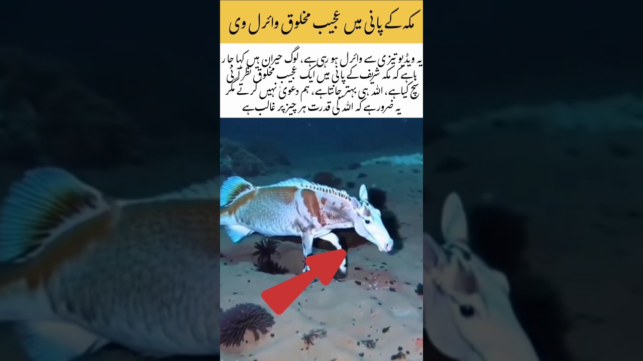 Strange Creature Video From Makkah Water Goes Viral 