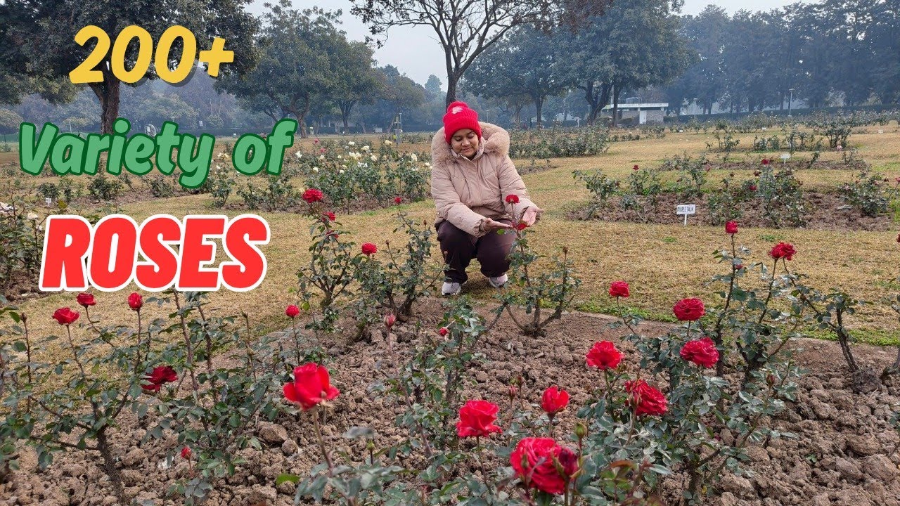 Ye Kaha Aagye Hum?🫣💕| Itni Badi Lake😲| Saare Colours Ke Roses🌹💐