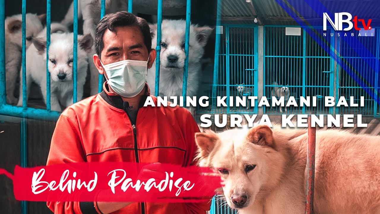 Behind Paradise : PENTING! Buat yang Mau Pelihara Anjing Kintamani Bali