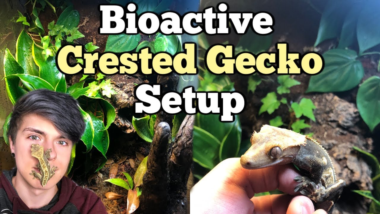 How To Setup a Bioactive Enclosure for a Crested Gecko!