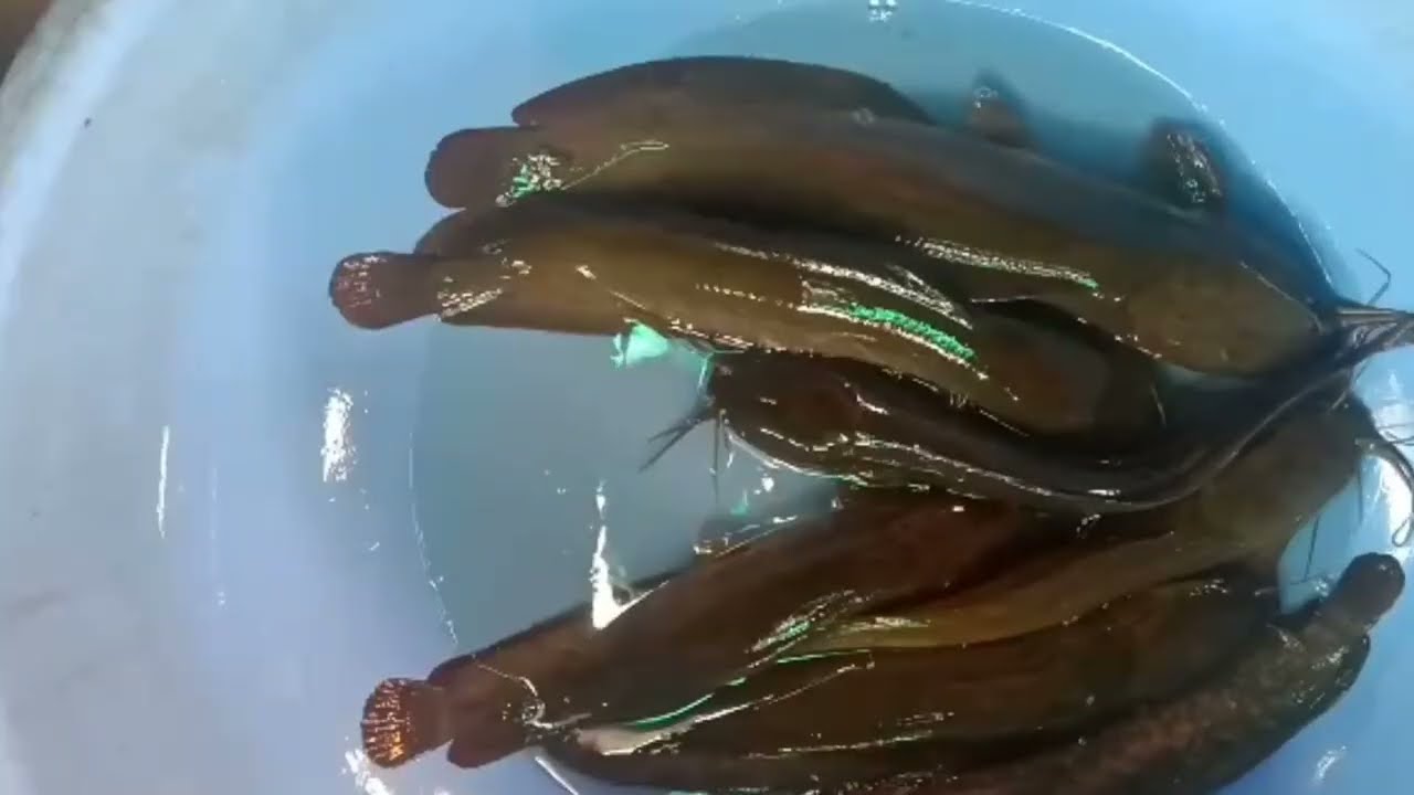 खुद भी कमा रहे और लोगो को भी बता रहे Fish Farming से लाखों रूपए कमाने के तरीके Fish Farming In India