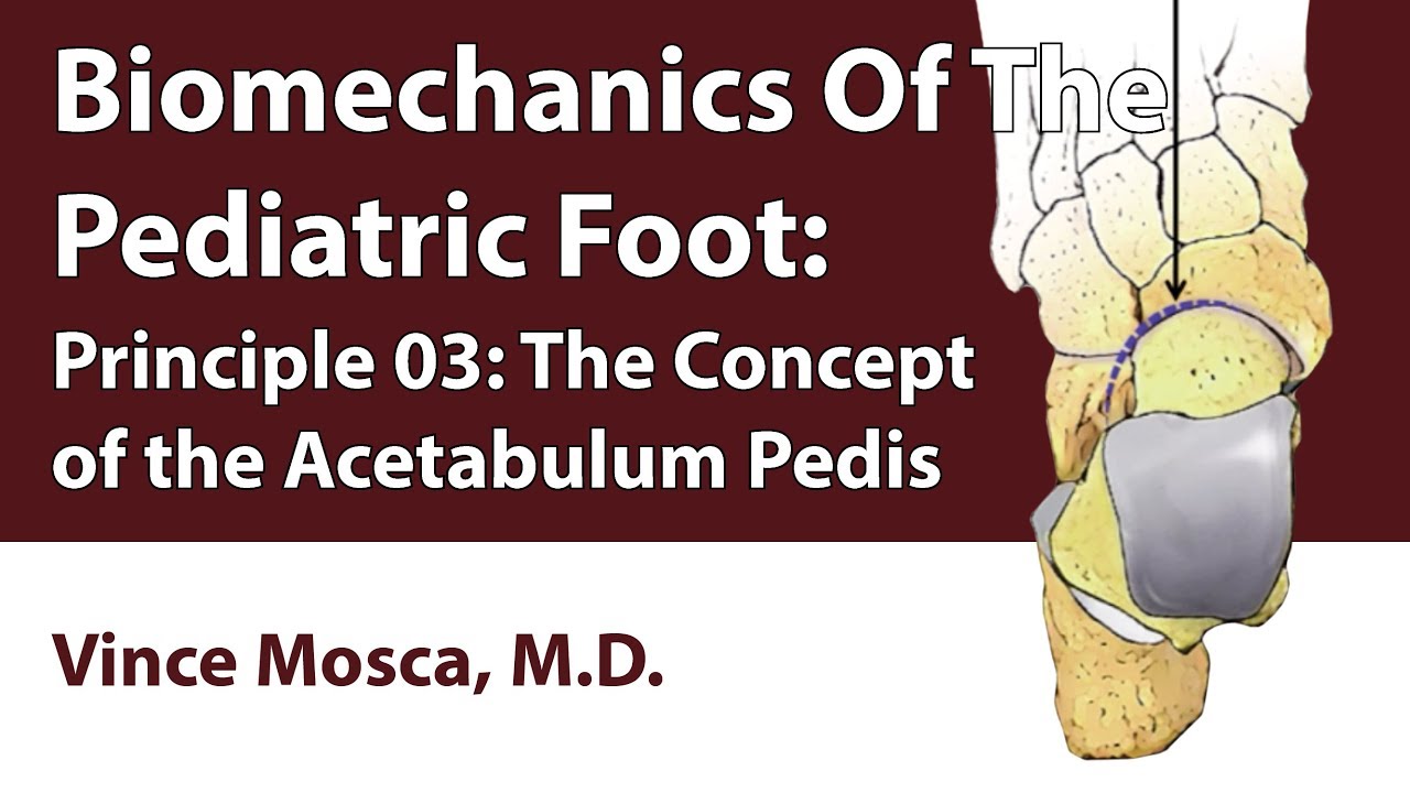 Biomechanics Of The Pediatric Foot: Principle 03 [The Concept Of The Acetabulum Pedis]