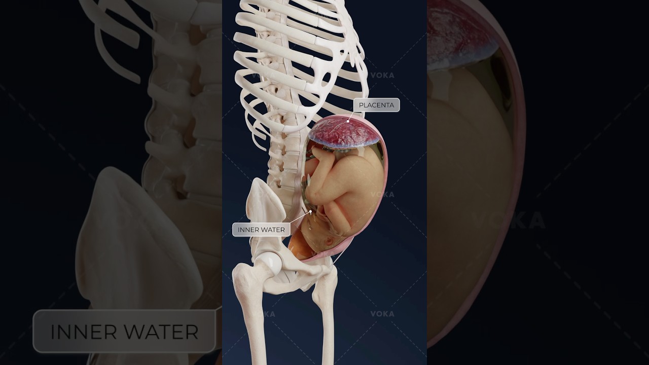 &iquest;Qu&eacute; es una posici&oacute;n oblicua del feto y c&oacute;mo afecta al parto? Obstetricia en 3D