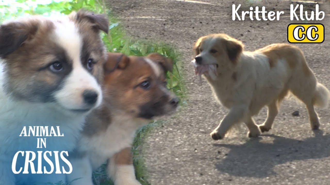 Причина, по которой собака берет еду из дома, а не обедает в клубе l Kritter Klub
