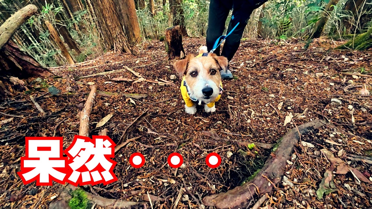 登り大好き犬がためらうほどの急登【金剛山狼尾根ルート】