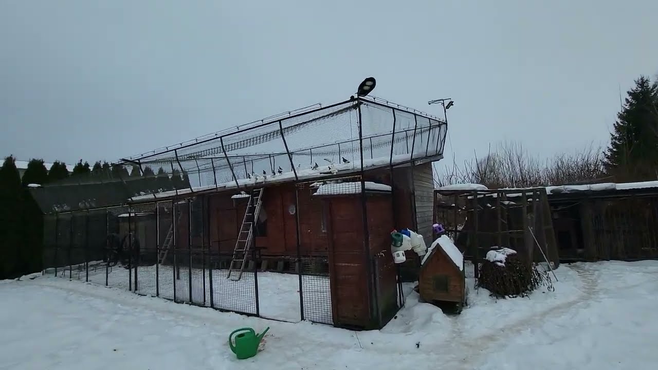 WIELKIE KŁAMSTWO 🤬🤬DLA CZEGO TAK KŁAMIĄ JAK SPRZEDAJĄ GOŁĘBIE 🤣🤣ZOBACZ SAM 🙉🙉ZAPRASZAM NA FILM 👌💪👌