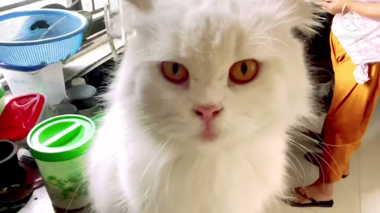 এ কি করলো নিতের প্রেমিকা নিতের সাথে #cat #catlover #dog
