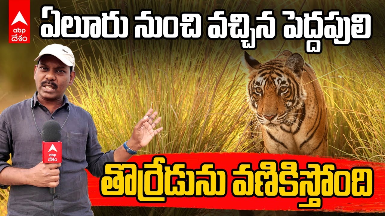Tiger fear at Torredu : పెద్దపులిని తలుచుకుని వణికిపోతున్న తొర్రేడు గ్రామం | ABP Desam