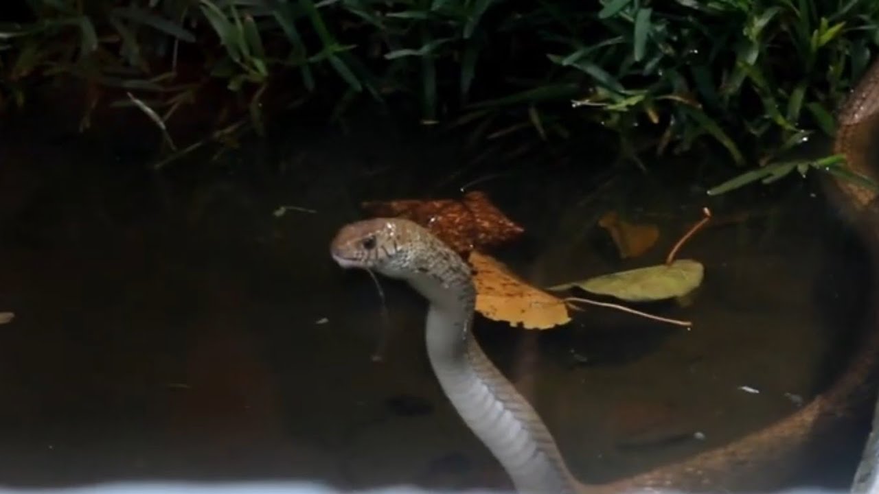 Feeding time - Snake house @Vandalur Zoo