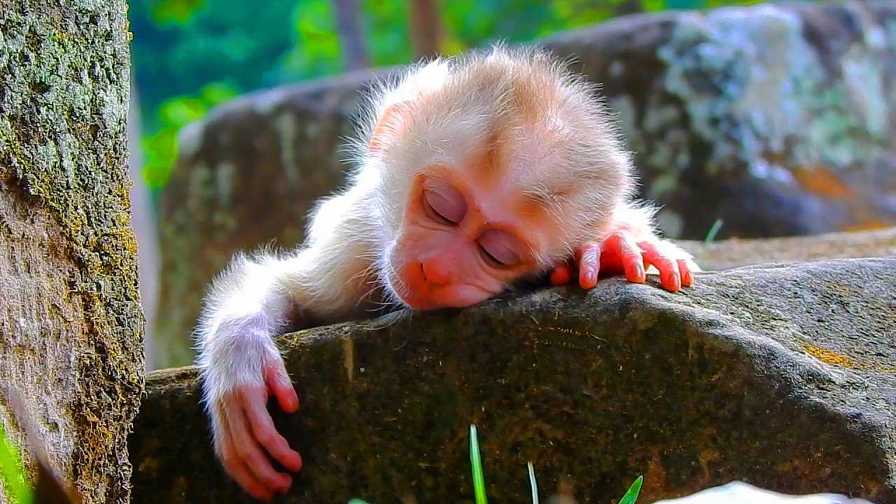 Little baby Levy's adorable behavior when he's lazy every now and then