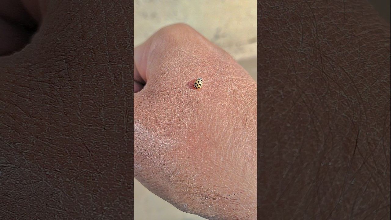 🙀🙀😱 Ladybug 🐞 Baby 🐥 Insect