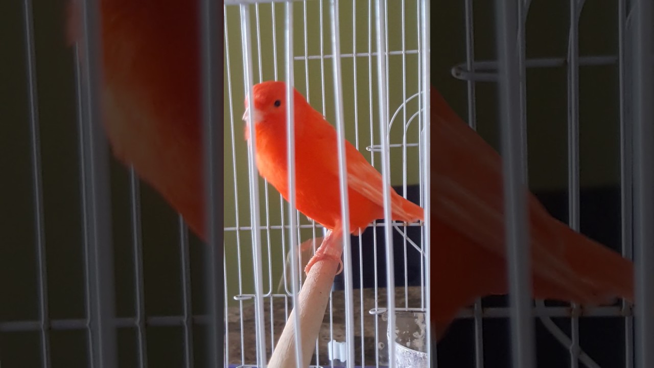 Canario rojo cantando maravilloso