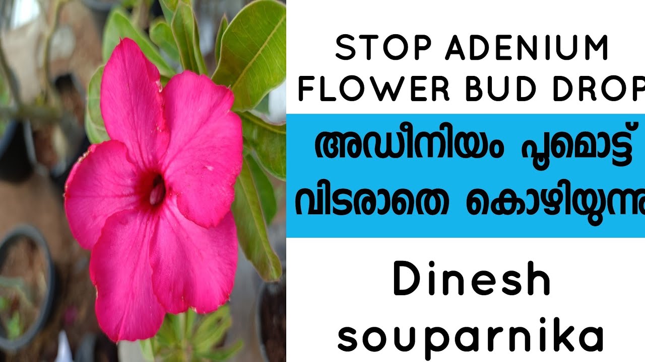 Adenium പൂമൊട്ട് വിടരാതെ കൊഴിയുന്നു# Adenium flower bud drop