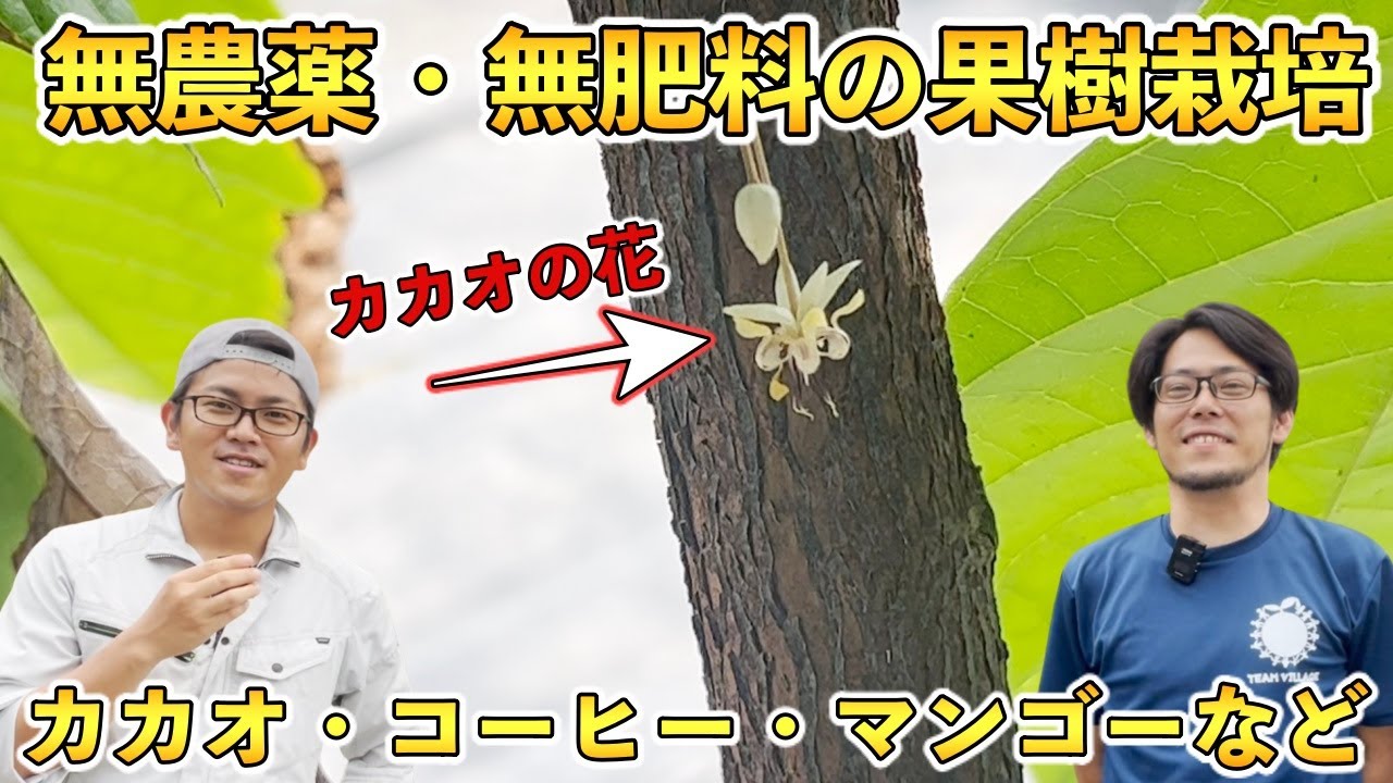 【すごい！】無農薬・無肥料で作る果樹栽培！激レア「カカオ」，コーヒー，マンゴーなど！【ソルファコミュニティ 玉城卓さん】