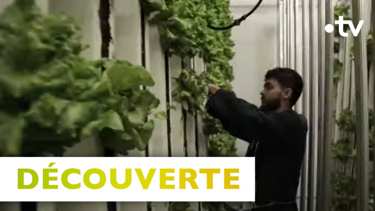 Saint-Pierre et Miquelon: autosuffisance alimentaire & culture sur terres gelées - Silence,ça pousse