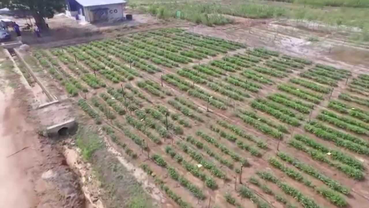 BamYIELD