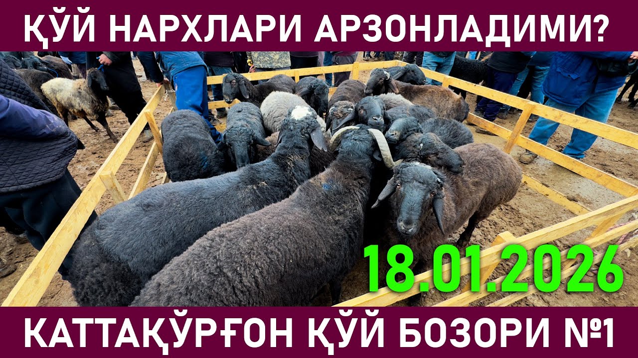 КАТТАҚЎРҒОН ЧОРВА БОЗОРИҚЎЙ, ҚЎЗИ, ОНА ҚЎЙЛАР НАРХЛАРИ 18.01.2026