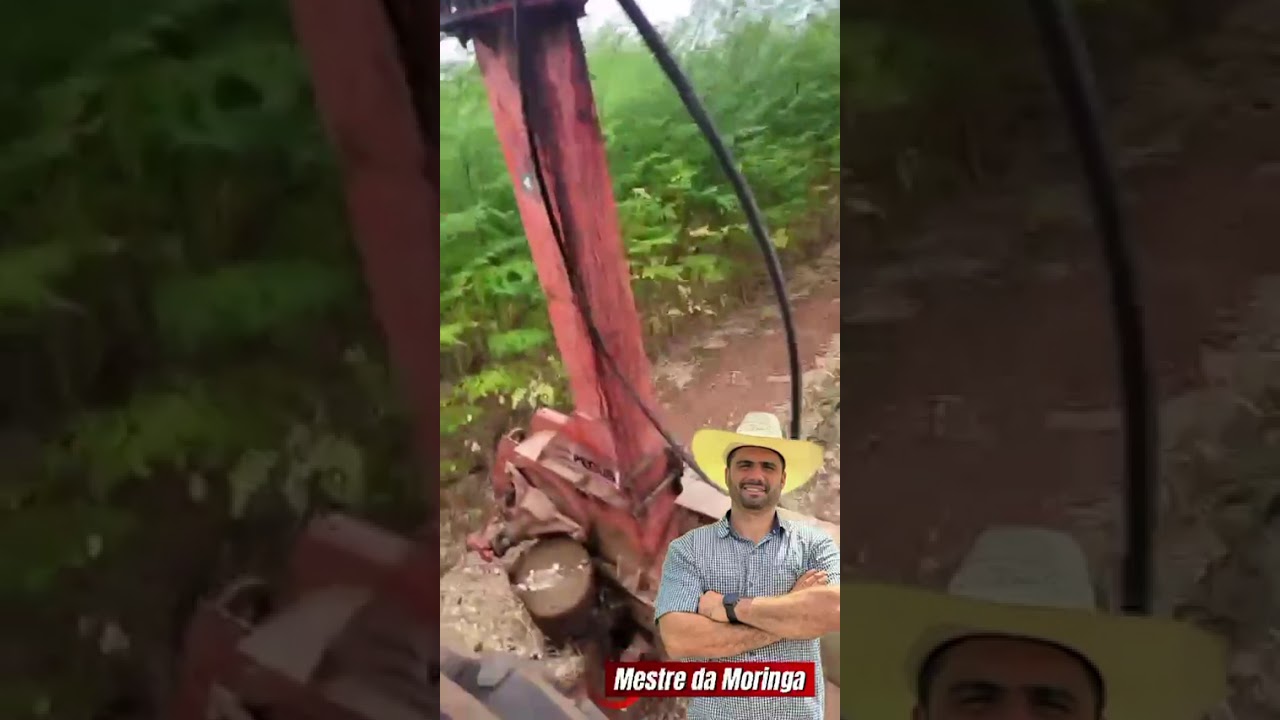 Moringa no confinamento 