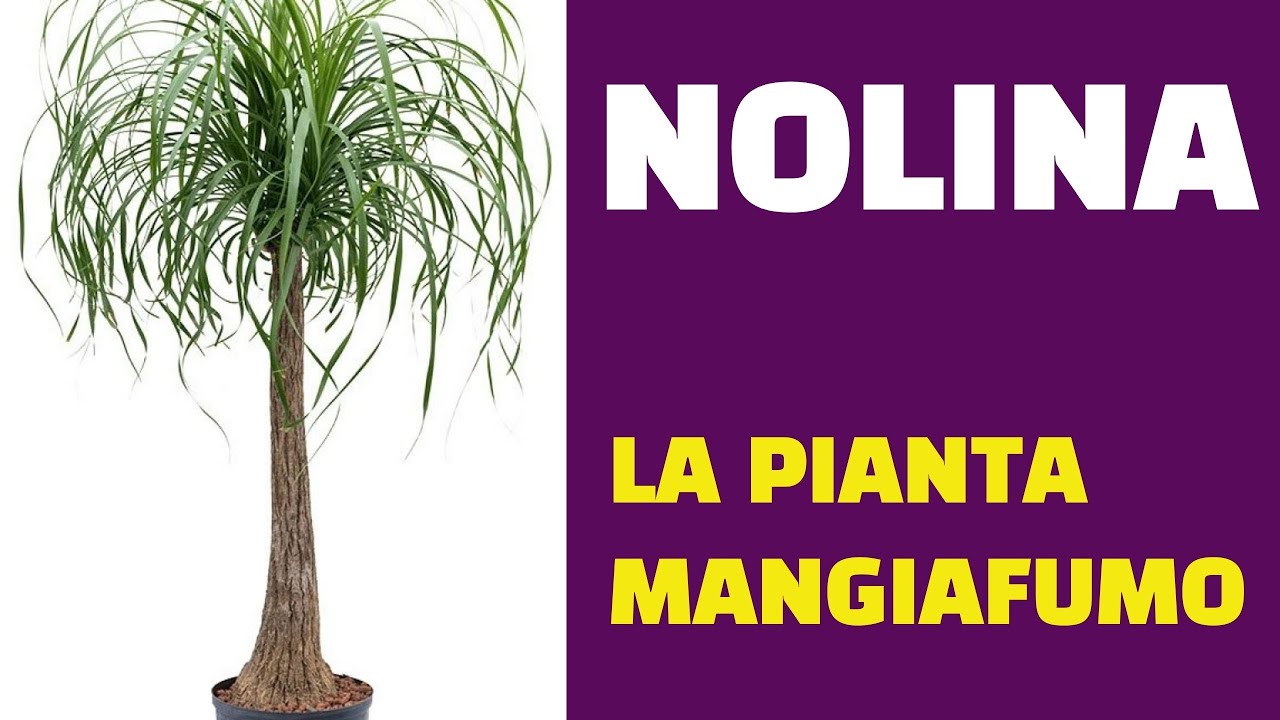 Nolina la pianta mangiafumo