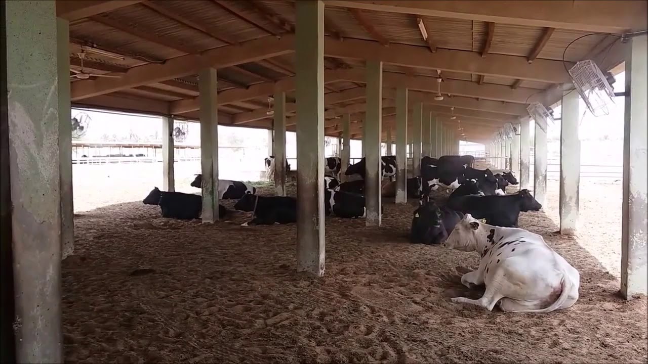 Keeping dairy cows cool by The Microdairy UAE