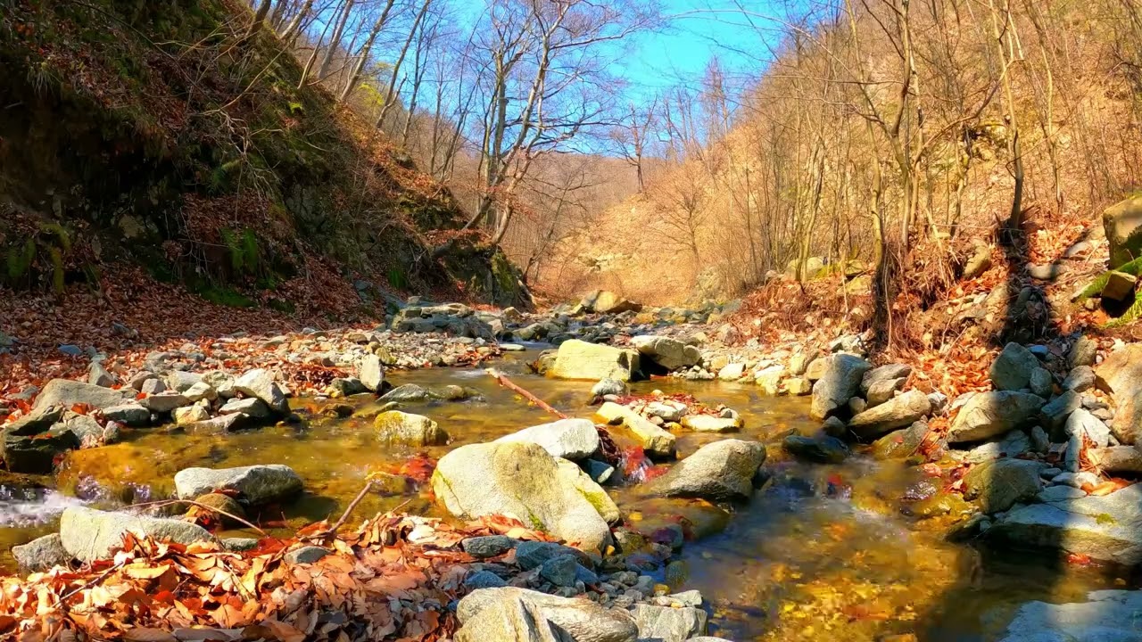 Relaxing nature sounds bird song 😴#nature #naturesvoice 