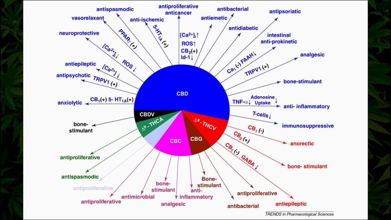 Cannabis Research   30+ Studies Proving Cannabis Fights Cancer