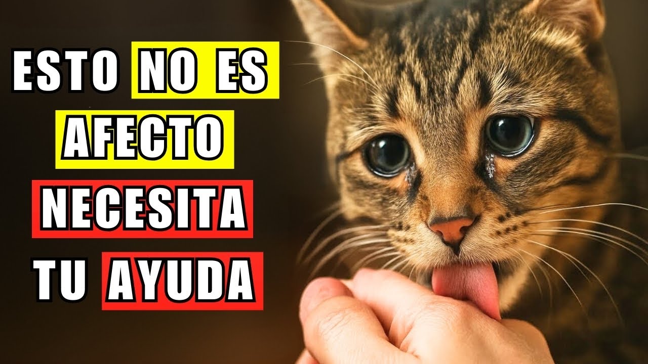 Si tu gato te lame, esto es lo que está intentando decirte