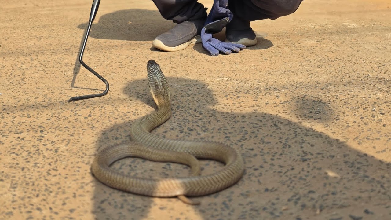 Snake rescue in Mottenga dumka near kabristan full size cobra #snake #cobra #dumka #viral #babycobra
