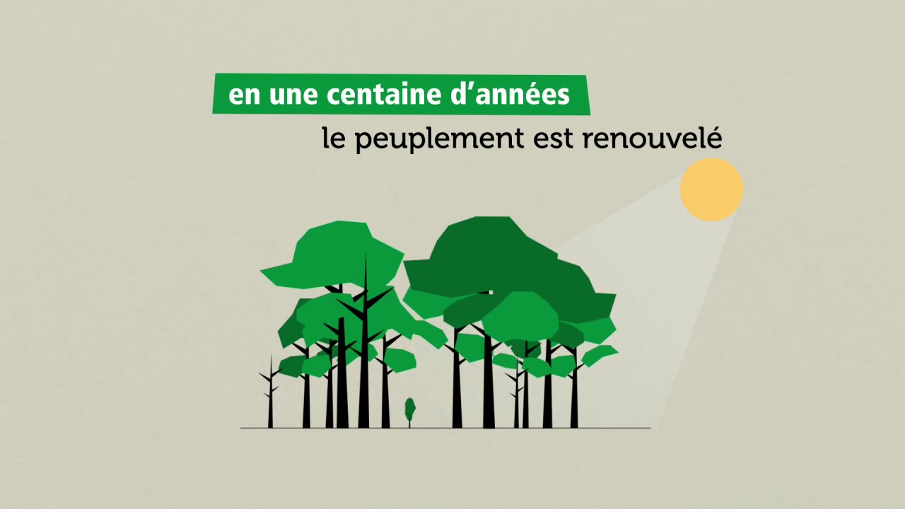Intervenir sur la forêt méditerranéenne pour garantir sa pérennité
