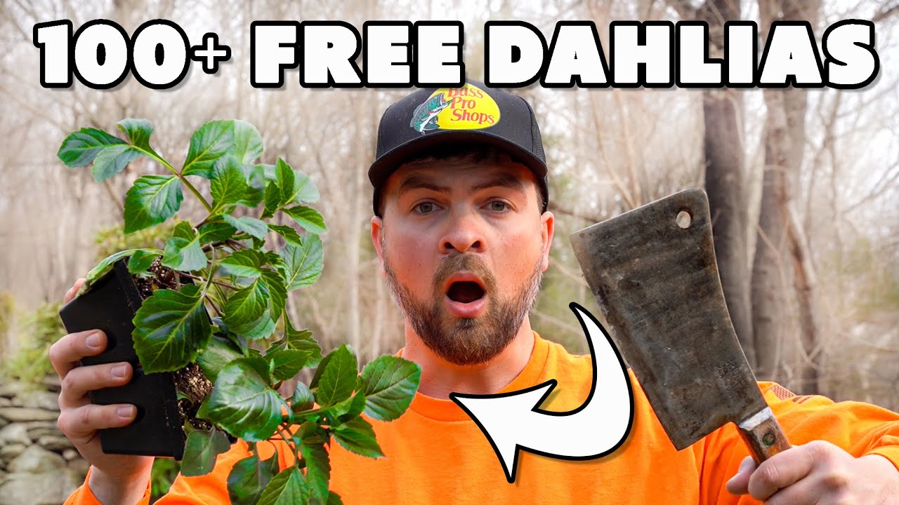 The Secret To FREE Dahlias - And How It Saves Me THOUSANDS!