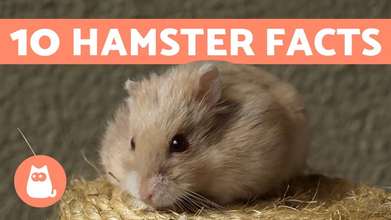 10 Facts About Hamsters - Fun and Helpful Info 💖