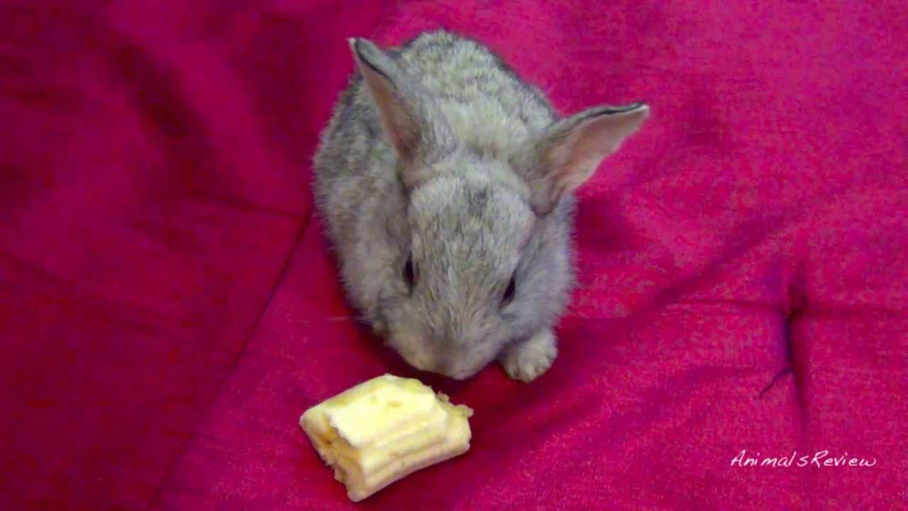Baby Bunny Pet - Cute Bunny Eating Banana - Close Up Video