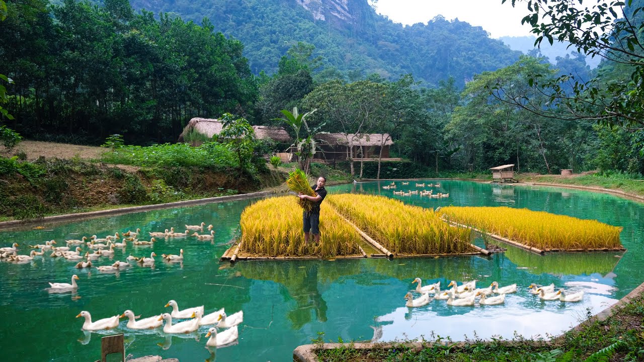 Talented Builder of the Land: Mastering Primitive Skills to Grow Floating Rice on Water