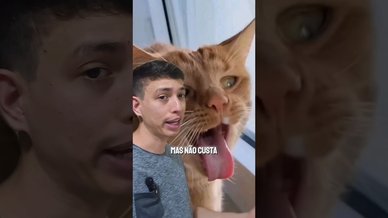 Olfato poderoso dos gatos
