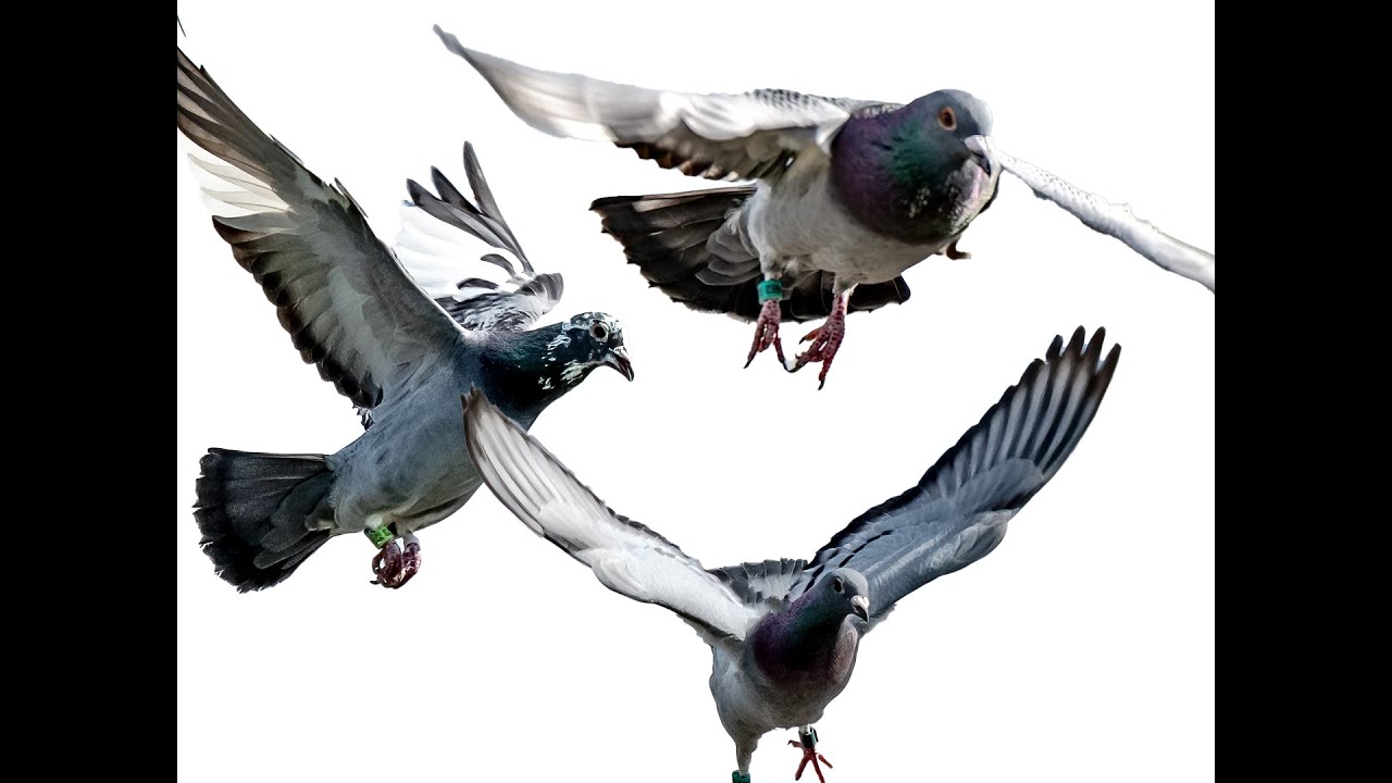 my racing method on how to race pigeons