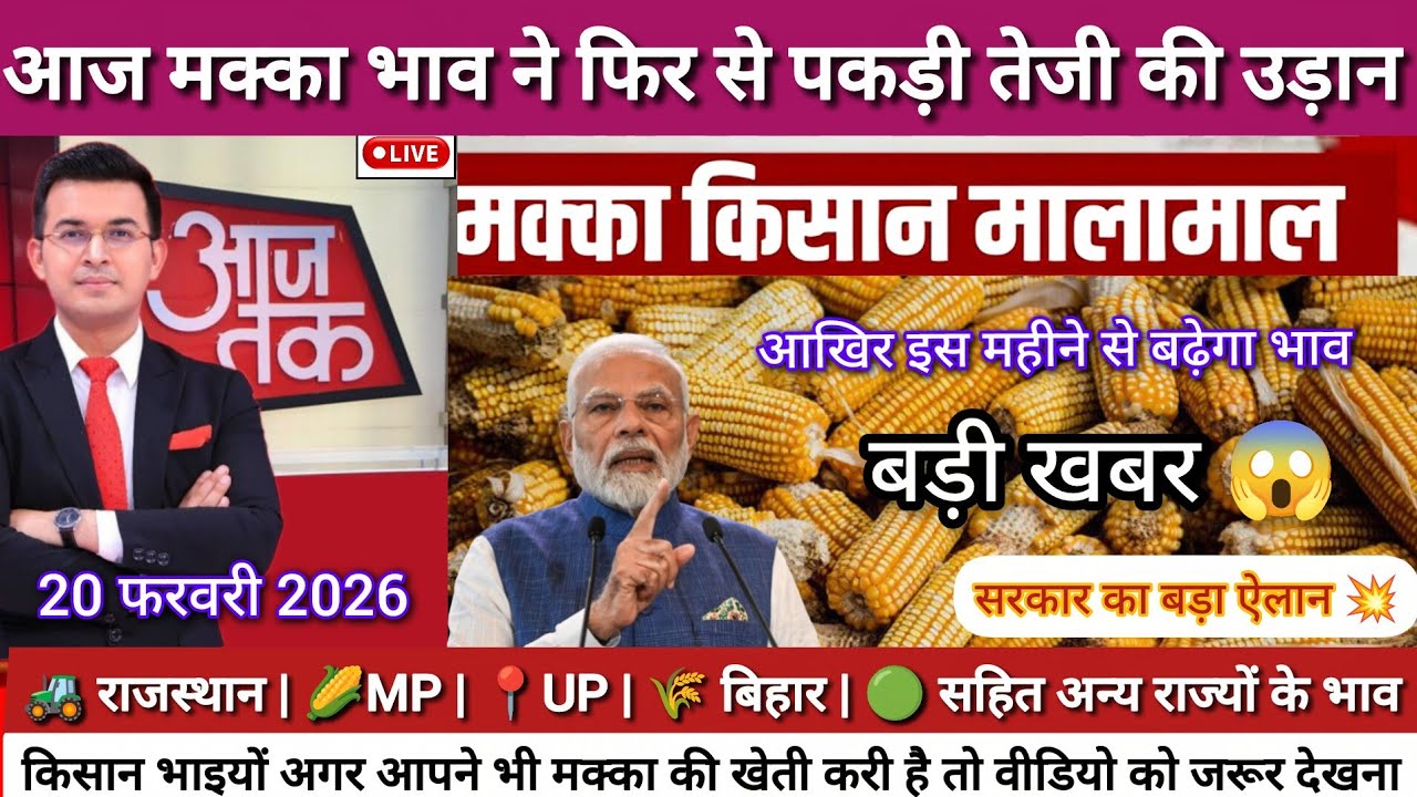Maize Market Price Today 20 February 2026 | Big Government Announcement 💥 | Maize Prices Rise | P...