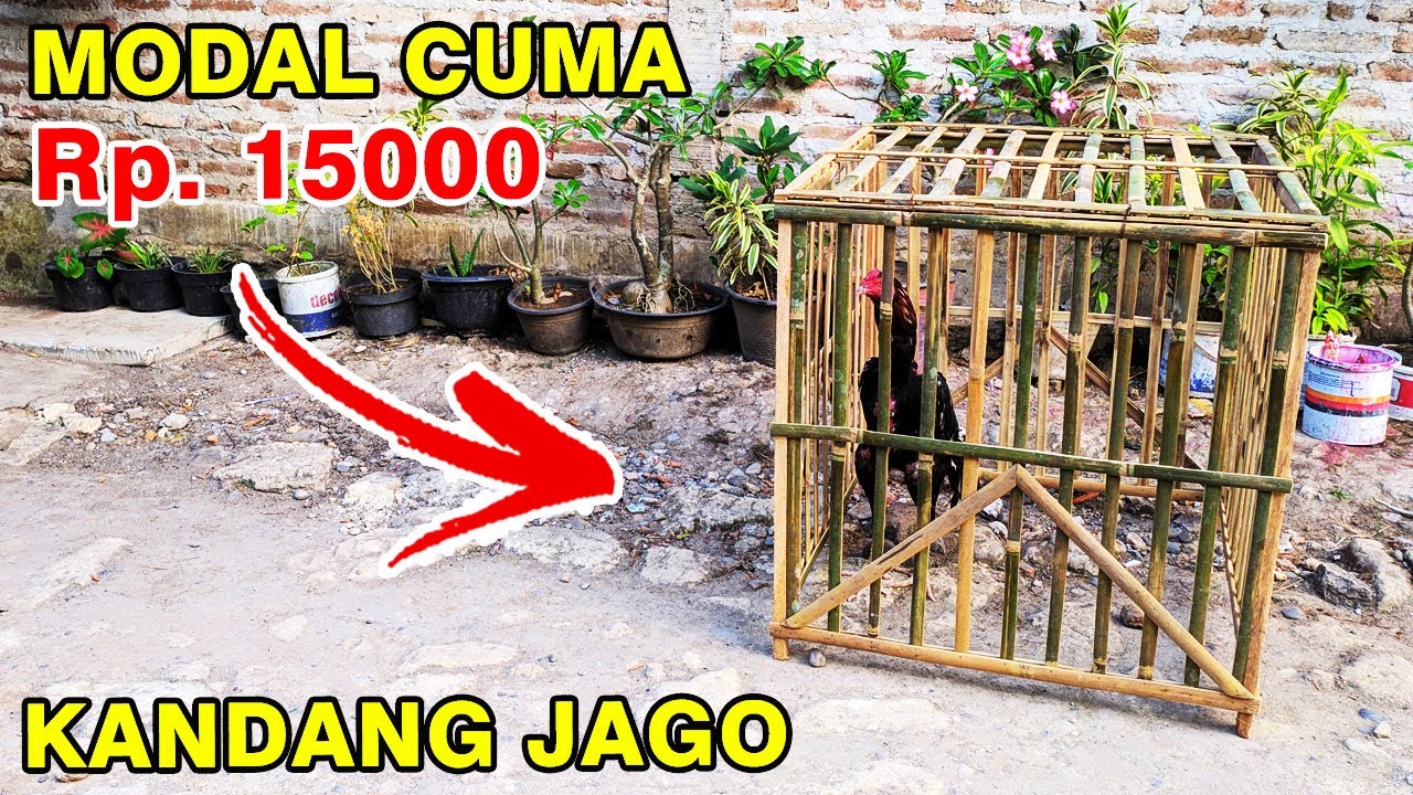 CARA MEMBUAT KANDANG UMBARAN AYAM BANGKOK