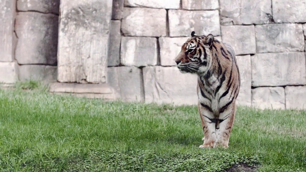 Descubre.... El Mundo Salvaje en Bioparc Fuengirola