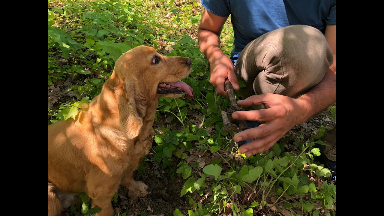 TRUFFLE HUNTING - Caccia al Tartufo Marche Region - Turismarche
