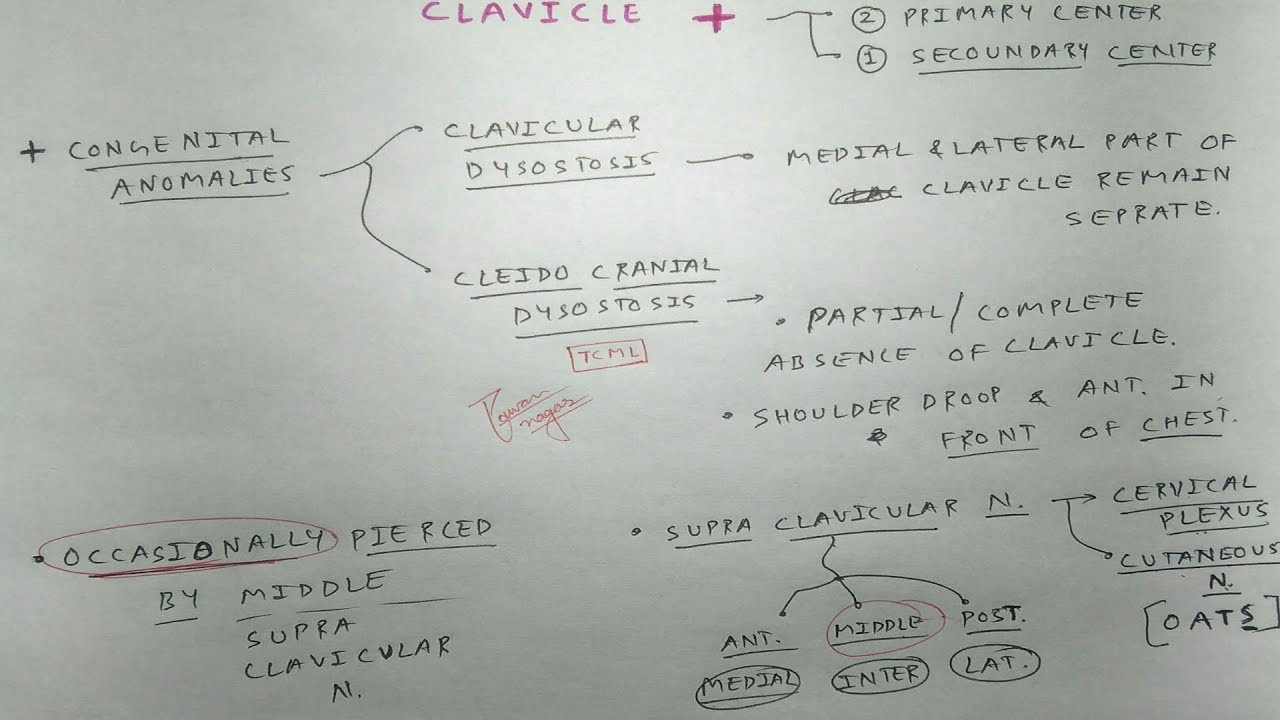 Clavicle Bone Anatomy 3d | Part 3, Clinicals | TCML