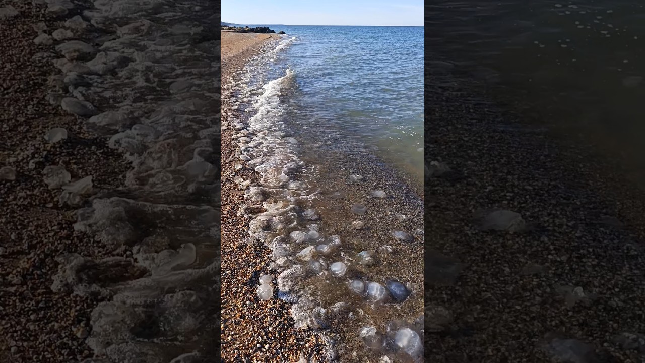 Азовское Море😱КАТАСТРОФА!!!😱Медузы заполонили пляжи😡 #азовскоеморе #море #голубицкая #beach