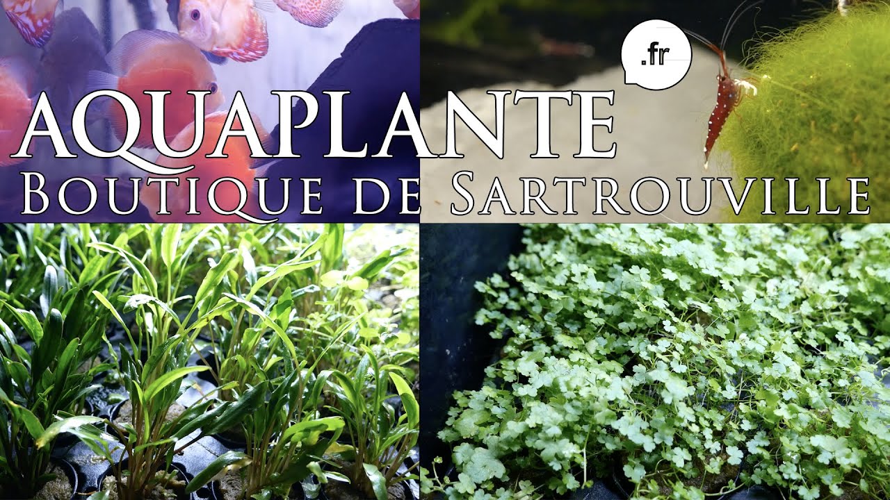 Aquaplante : Visite du magasin de Sartrouville