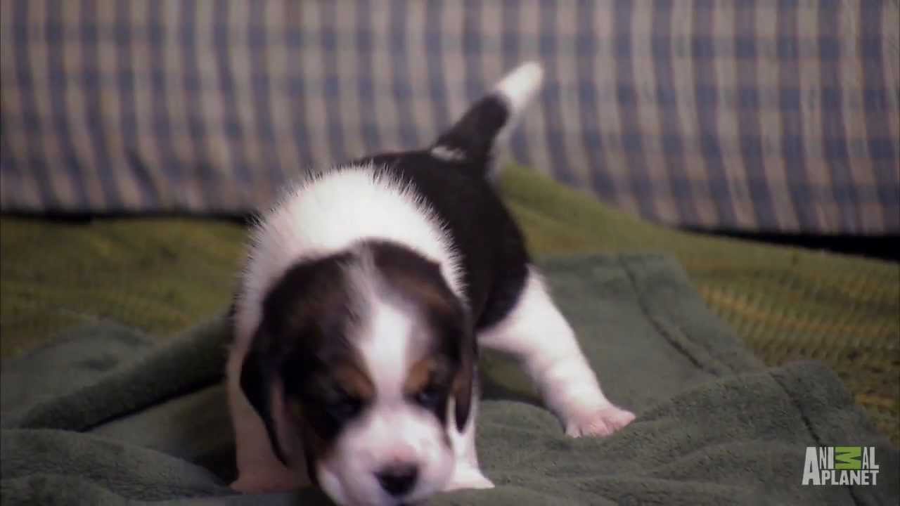 Roo the Explorer | Too Cute!